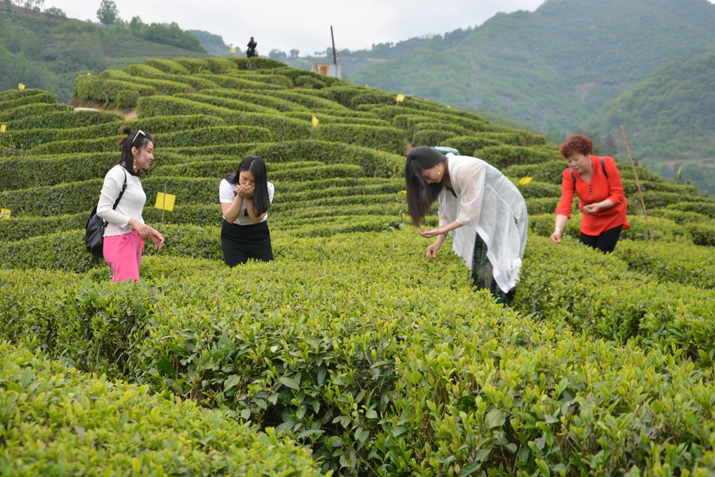 黄釉茶具：黄金般的魅力