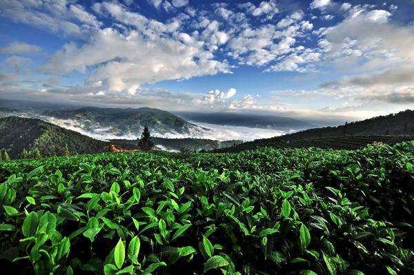 干泡台茶具：品味千年文化，尽享顶级好茶。我们提供大红袍、普洱、正山小种、白茶、黑茶、铁观音、绿茶、乌龙茶等多种茶叶。亲爱的朋友们，干泡台茶具外表光泽尊贵，内心温暖呵护。茶具是一种极高技艺的瓷器，以其精湛的制造工艺、优质的质量保证、深厚的文化底蕴以及适宜的使用建议而备受赞誉。