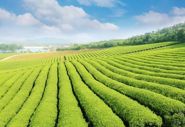 抱歉，我不太理解你的问题。你是在问关于哪几类茶叶中可能会含有垃圾吗？