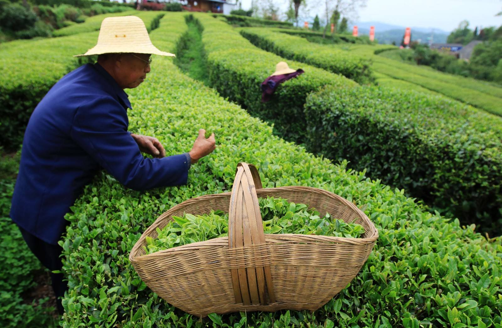 2023年10月茶行业资讯汇总茶友网(原中国普洱茶网)