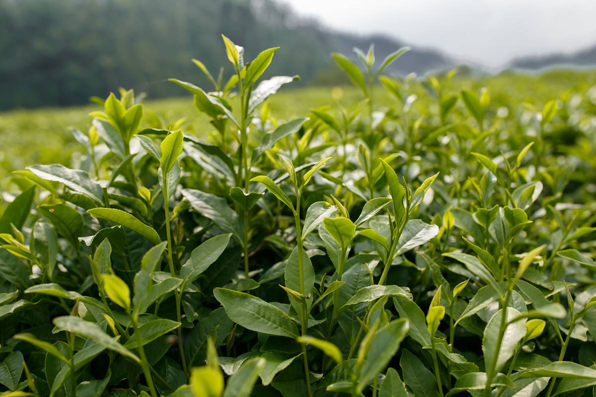 这种茶特伤身，很多人喜欢喝！不是隔夜茶，别还不知道！