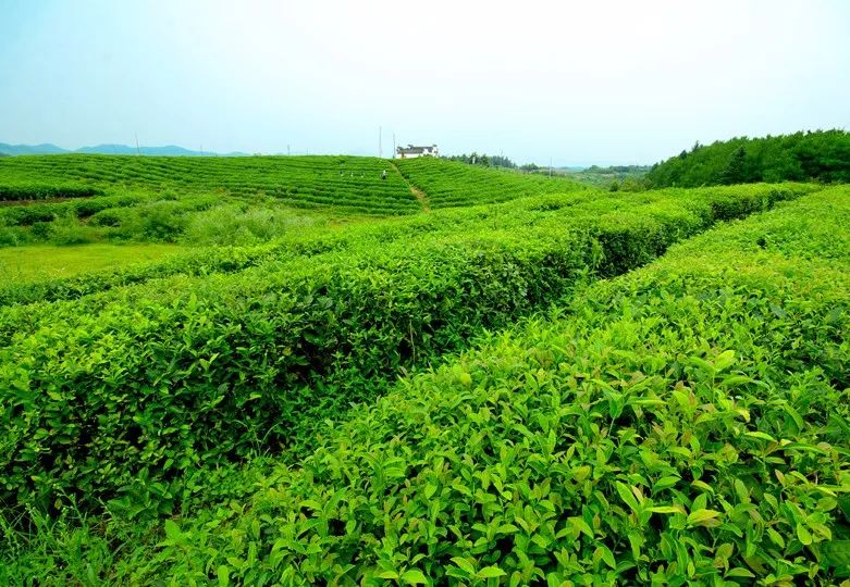 这样泡茶，越泡越好喝！