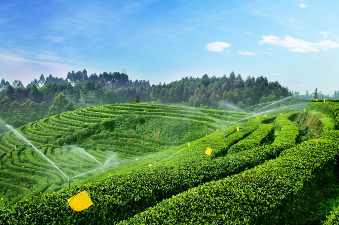 陈茶不一定都是好茶，“越陈越香”也要看茶的种类