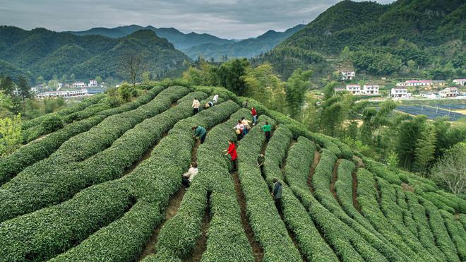 这样泡茶才对！各类茶的冲泡技巧，你知道多少？