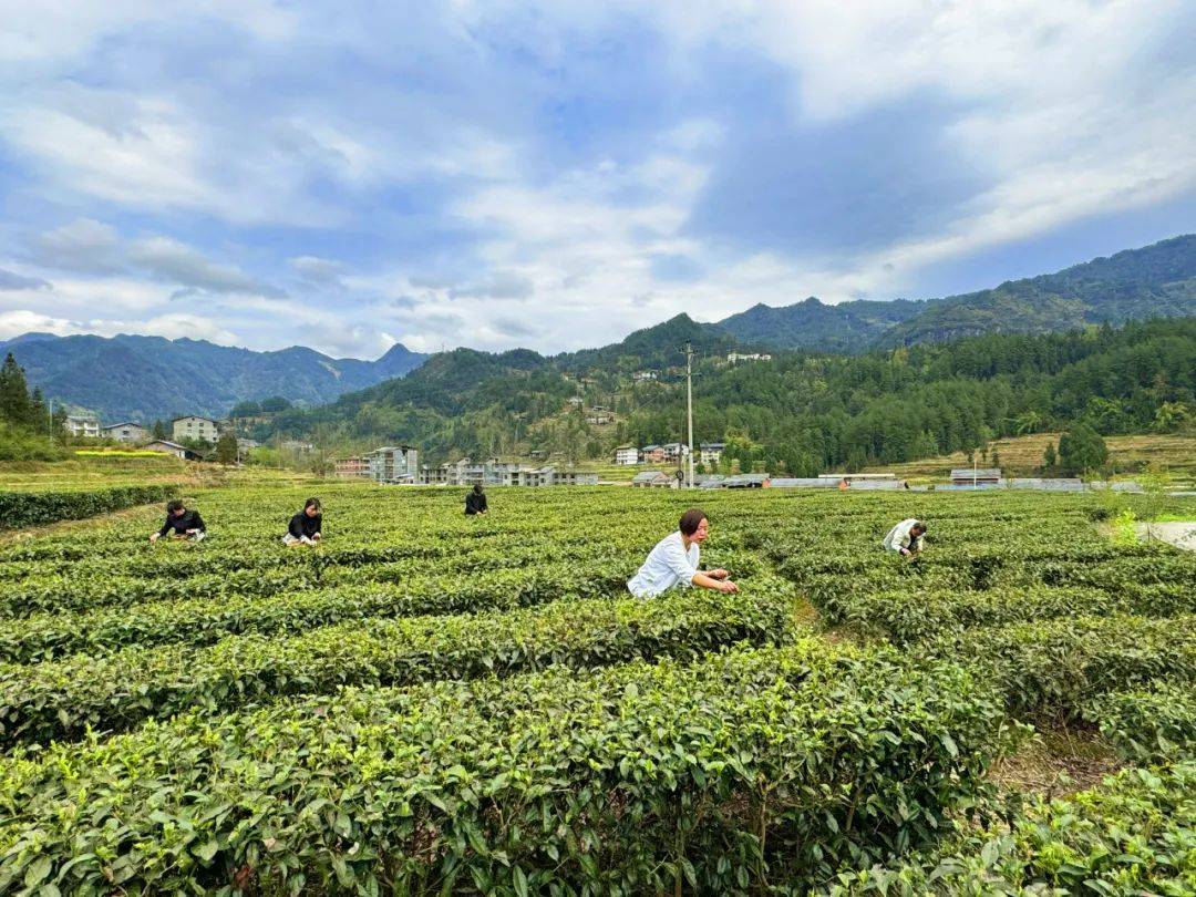 跨越国际的茶缘”系列报道之五：新加坡茶人李自强：中华茶艺当自强茶友网(原中国普洱茶网)